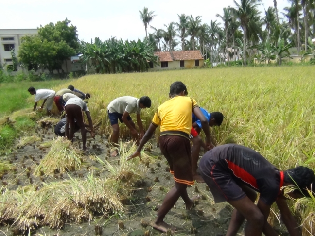 Indian men harvesting rice